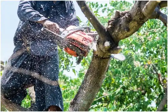 tree services Ashwaubenon